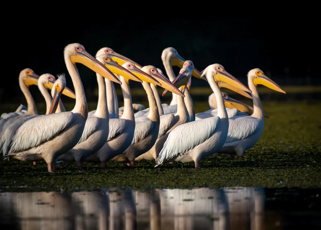 Pelicani albi în grup pe apă.