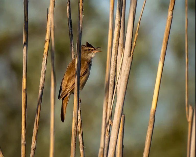 Acrocephalus arundinaceus