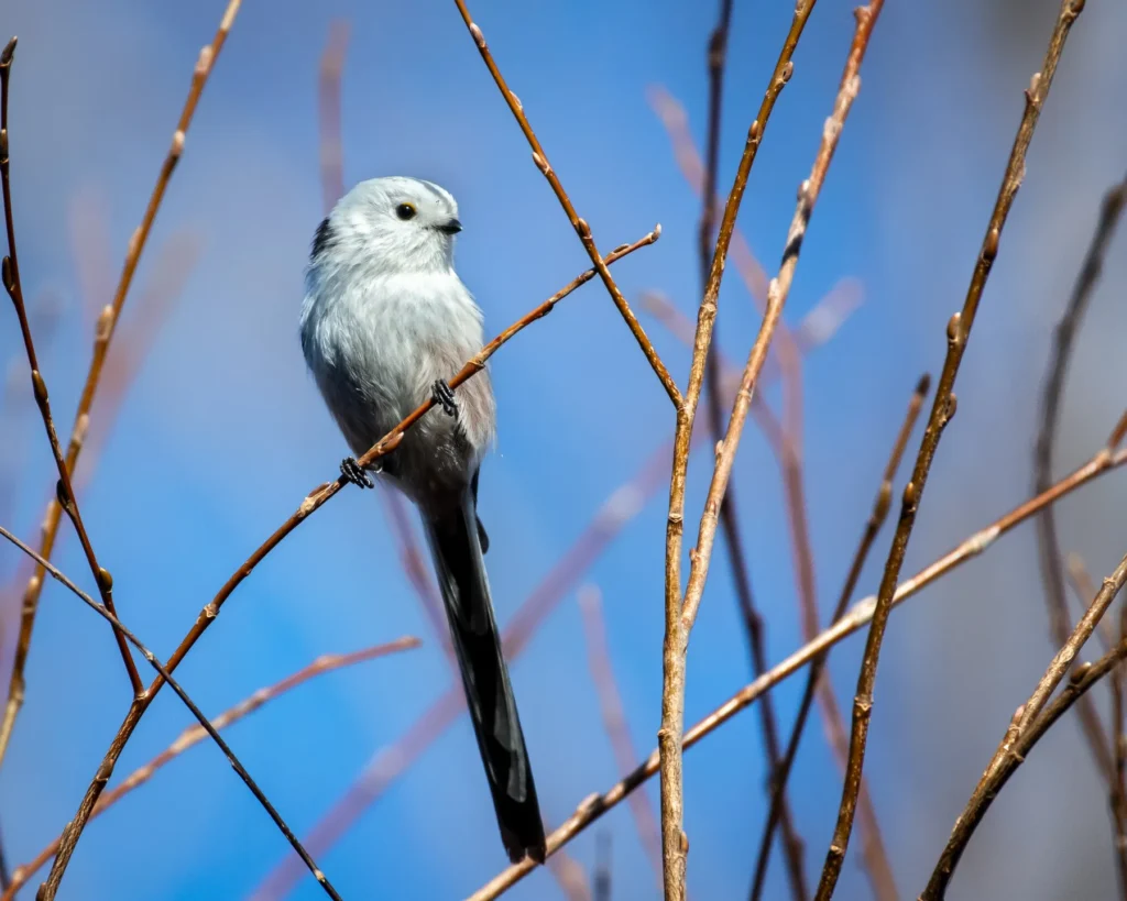 Aegithalos caudatus - Long-tailed Tit