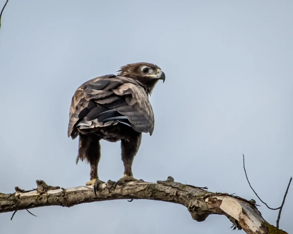 Vultur maro pe ramură uscată, cer albastru