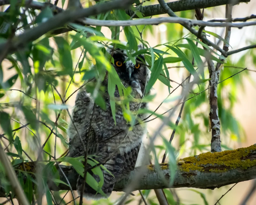 Bufniță camuflată printre frunze verzi în copac.