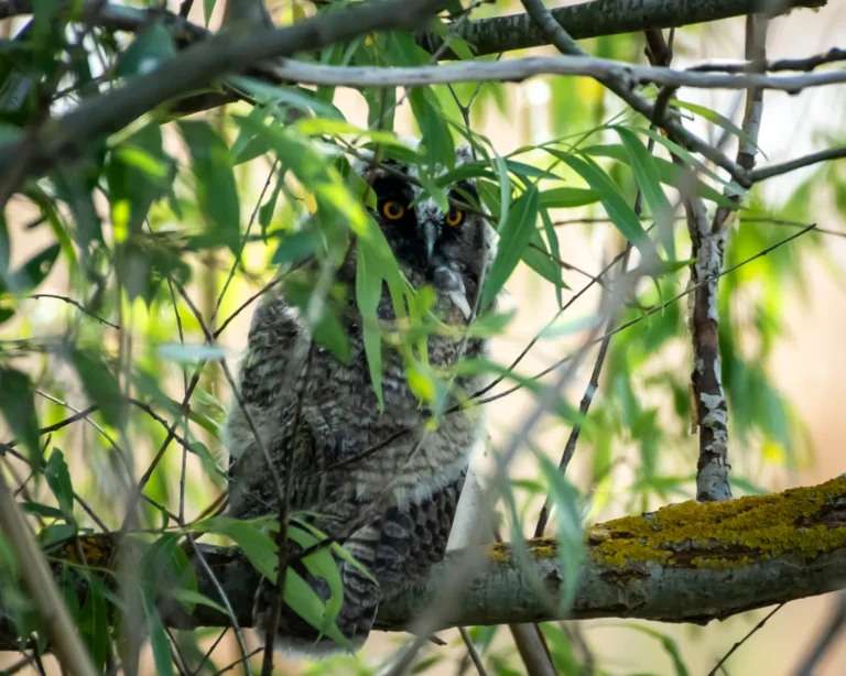 Bubo bubo