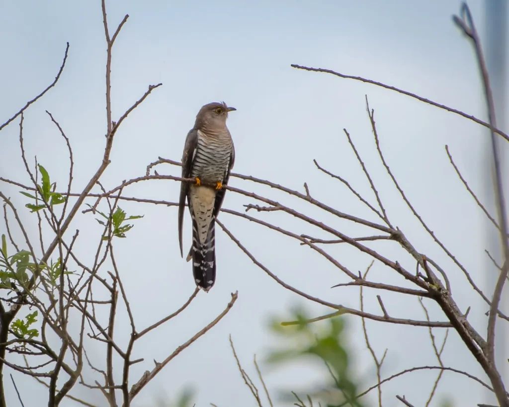 Cuculus canorus - Cuckoo