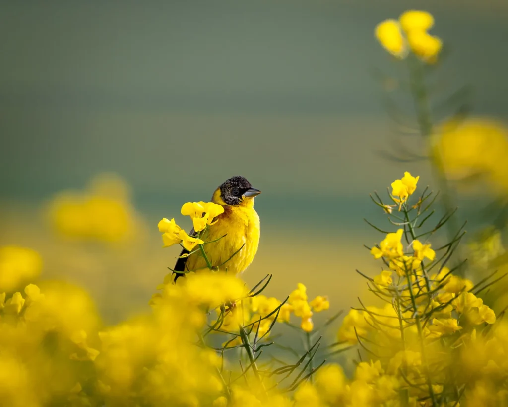 Black-headed bunting - Emberiza melanocephala