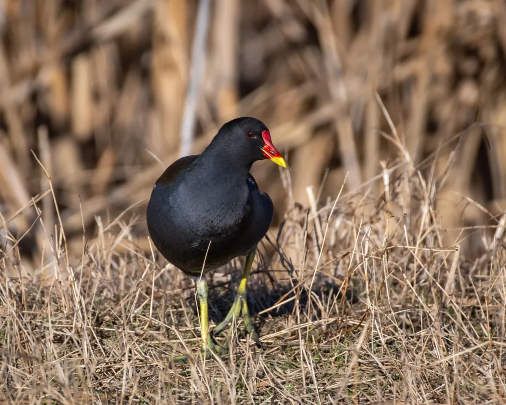 Pasăre moară neagră în habitat natural