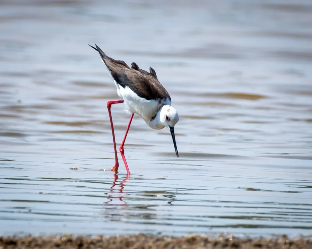 Himantopus himantopus - Black-winged stilt