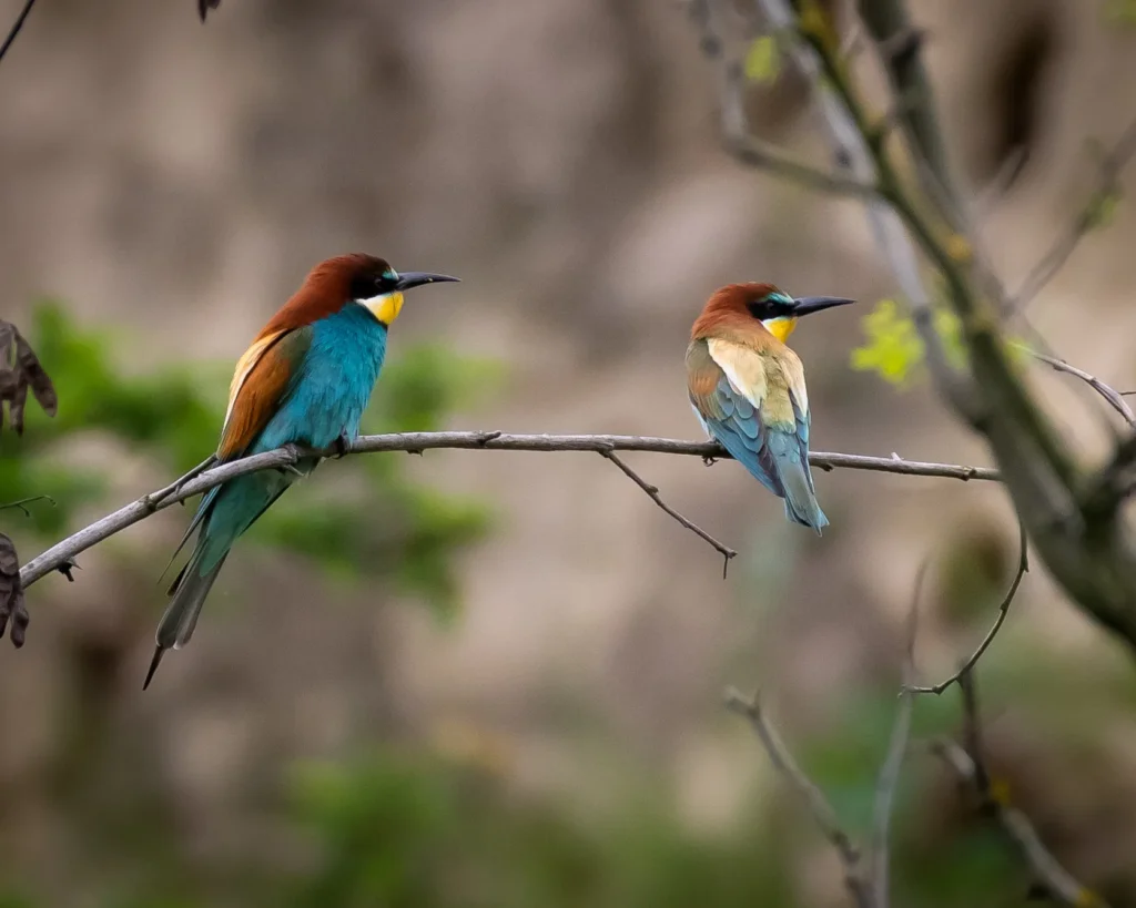 Merops apiaster - Guêpier d’Europe
