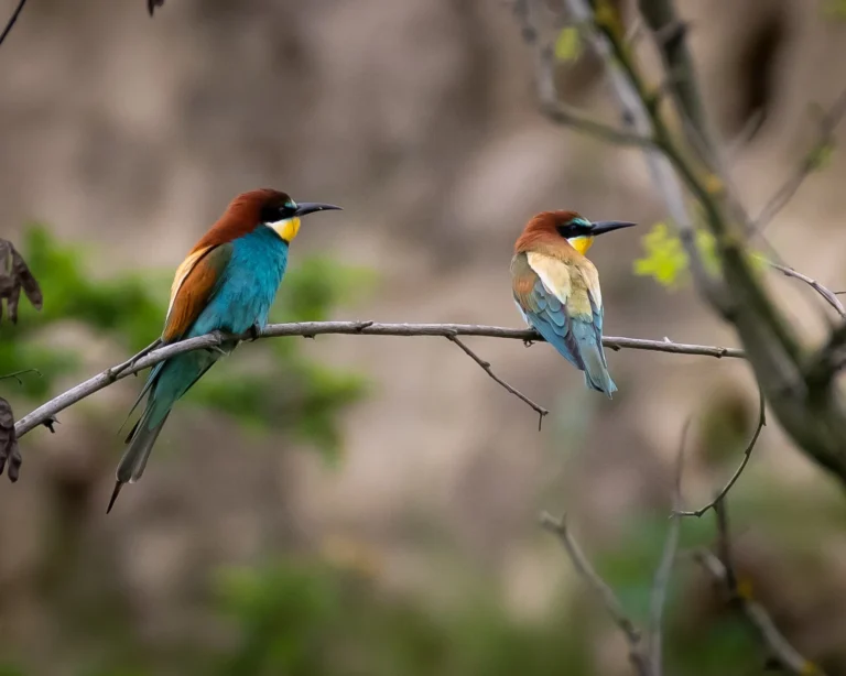 Merops apiaster