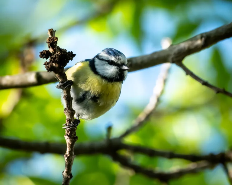 Parus caeruleus