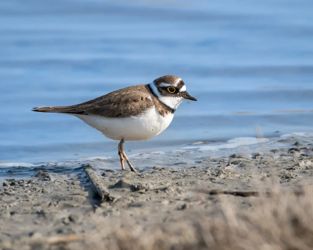 A brownish-white bird on the shore.