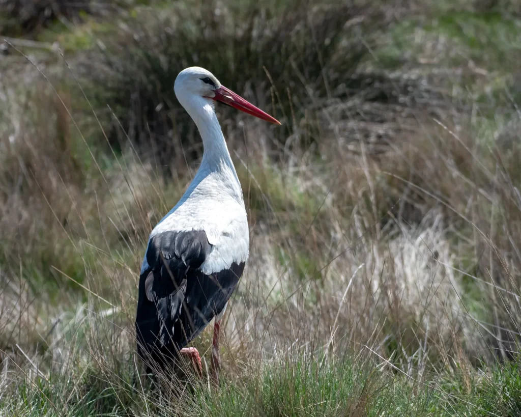 Barză în habitat natural, câmp cu iarbă