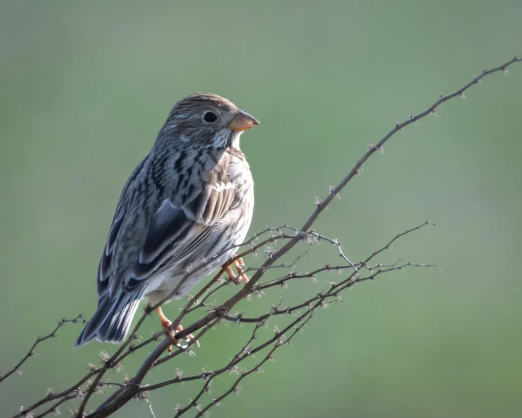 Small bird sitting on dry twig.
