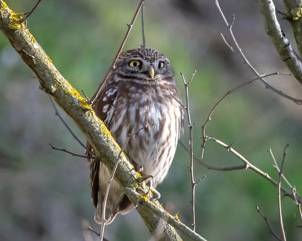 Little owl on a branch in a natural landscape.