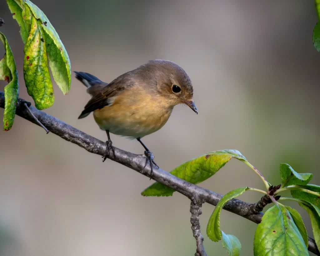 Pasăre mică pe ramură verde.