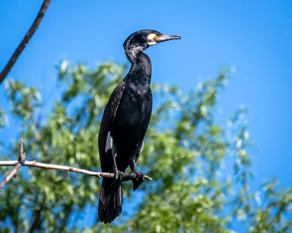 Cormoran negru pe creangă, cer albastru.