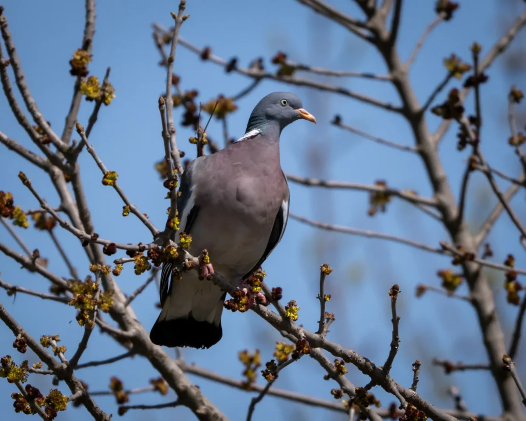 columba palumbus