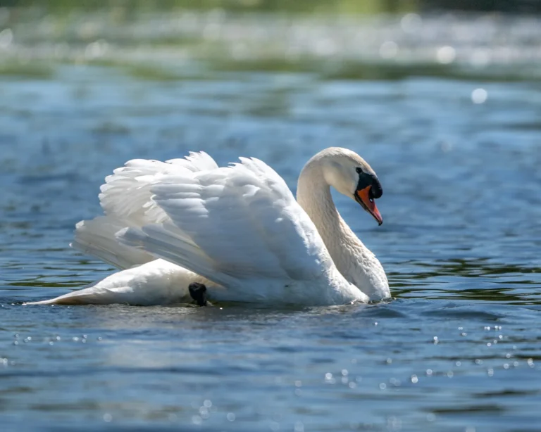 cygnus olor
