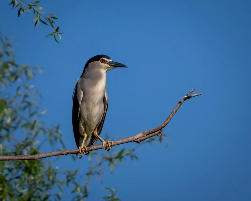 nycticorax nycticorax