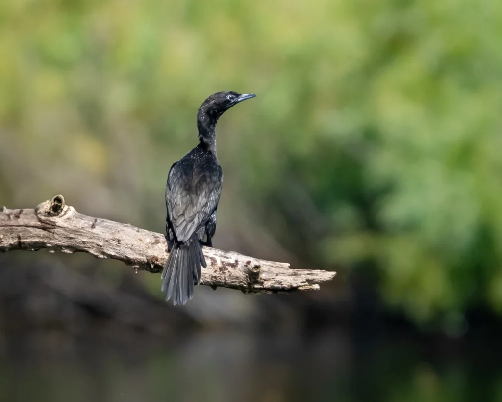phalacrocorax pygmaeus