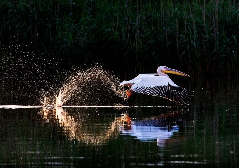 Photo workshop in the Danube Delta