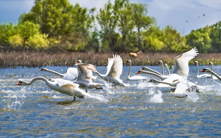 Lebede zburând pe suprafața apei, peisaj natural