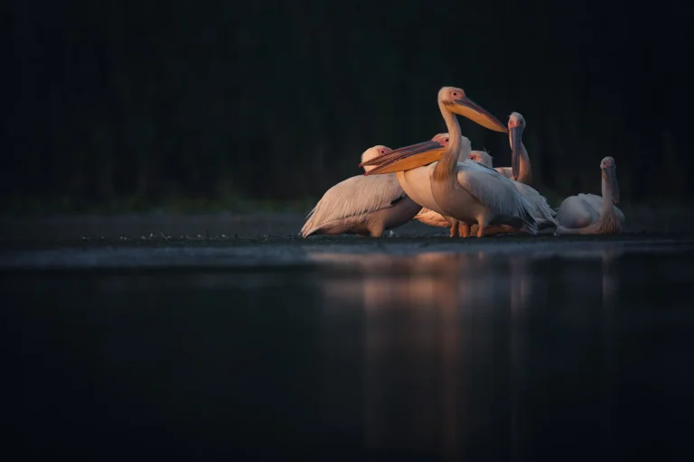 Tură Foto Delta Dunării – Fotografie Păsări & Wildlife (4 Zile)