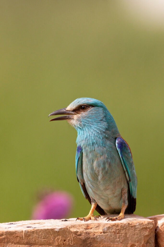 European Roller, Danube Delta, Romania, Bird Photography